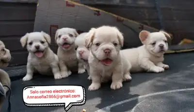 Bulldog francés para adopción