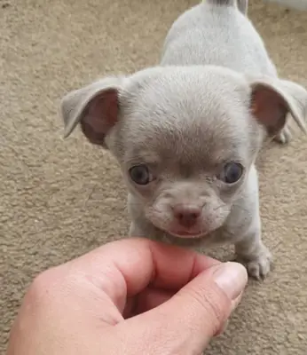 Chihuahua-Welpen zur Adoption