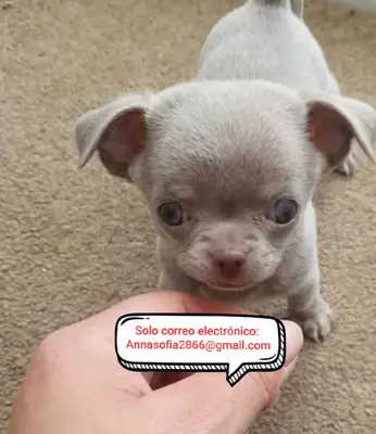 Cachorros de chihuahua en adopción