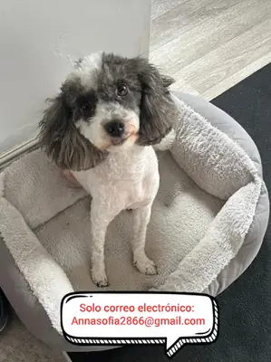 Cachorros de caniche para adopción