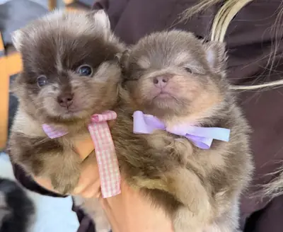 Chiots Poméraniens à adopter
