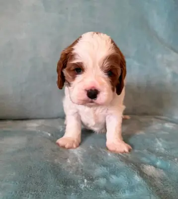 Chiots Cavalier King Charles à adopter