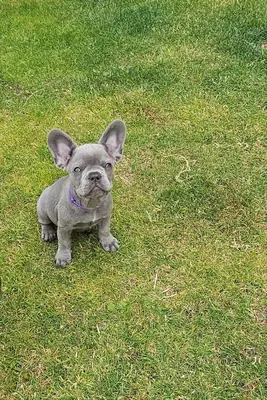 Muhteşem Fransız Bulldog Yavruları