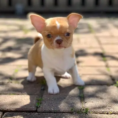 Regalo Cachorros de Chihuahua disponibles para adopciónr