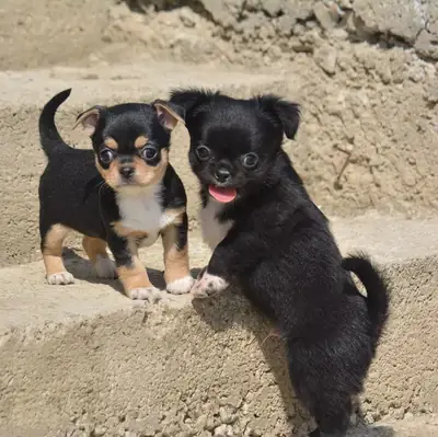 Regalo Cachorros de Chihuahua disponibles para adopciónt