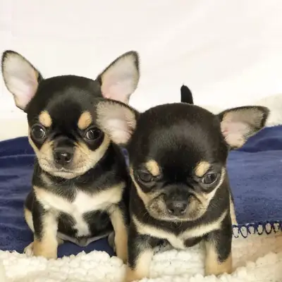 Regalo Cachorros de Chihuahua disponibles para adopción
