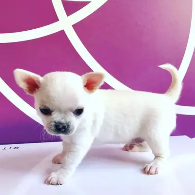 Regalo Cachorros de Chihuahua disponibles para adopcióne