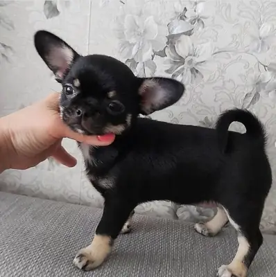 Regalo Cachorros de Chihuahua disponibles para adopcións