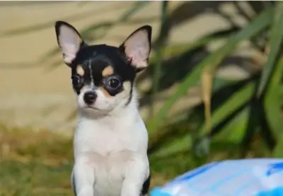 Regalo Cachorros de Chihuahua disponibles para adopcióna