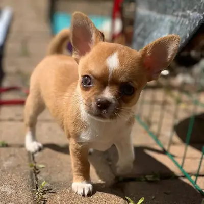 Regalo Cachorros de Chihuahua disponibles para adopciónm