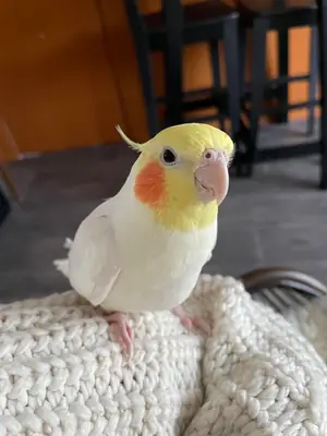 Calopsitte habituée aux humains cherche nouvelle famille