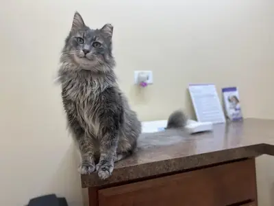 Grand chat Maine Coon très calme à adopter