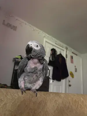 Perroquet gris du Gabon sociable habitué à la maison