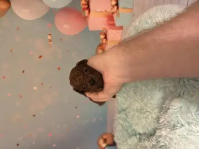 Caniche toy marron élevé avec attention en famille