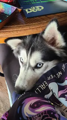 Husky sociable habitué à vivre avec des humains