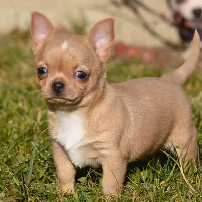 Regalo Cachorros de Chihuahua disponibles para adopciónb