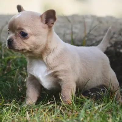 Regalo Cachorros de Chihuahua disponibles para adopción0