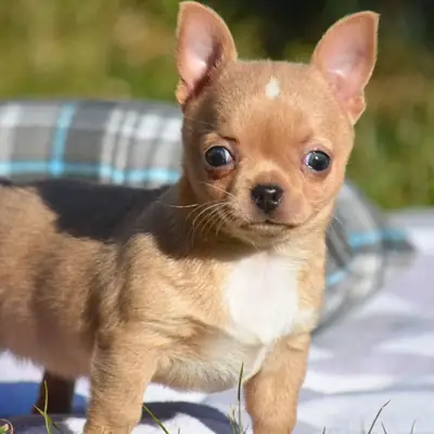 Regalo Cachorros de Chihuahua disponibles para adopción9