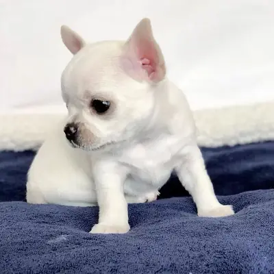 Regalo Cachorros de Chihuahua disponibles para adopción4