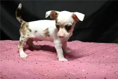 Regalo Cachorros de Chihuahua disponibles para adopción5