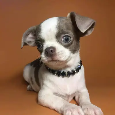 Regalo Cachorros de Chihuahua disponibles para adopciónz