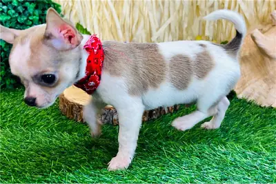 Regalo Cachorros de Chihuahua disponibles para adopciónu