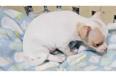 Regalo Cachorros de Chihuahua disponibles para adopción3