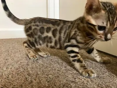 Gatito Bengalí Entrenado en Casa y Vacunado