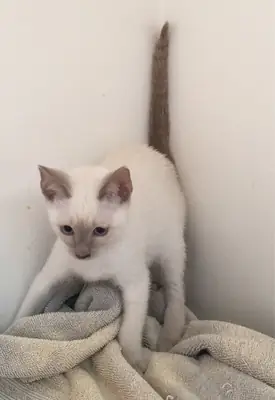 Chatons Siamois