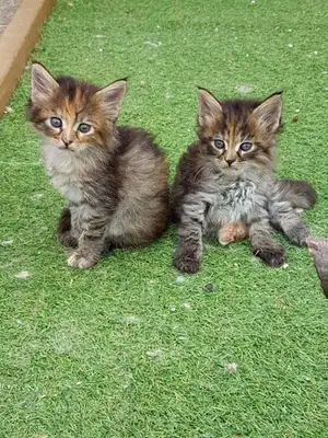 Gatitos Maine Coon Disponibles