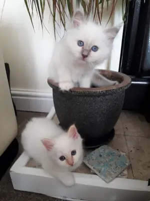 Erkek ve Dişi Birman Yavru Kedileri