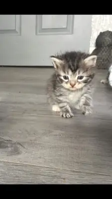 Sibirya Kedileri Mevcut