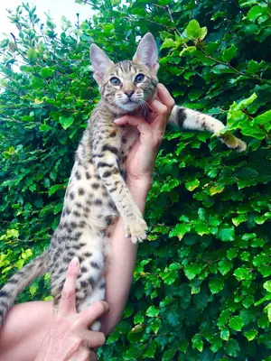 Savannah Kittens Available
