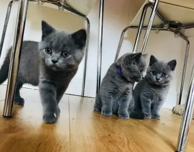 Chatons British Shorthair