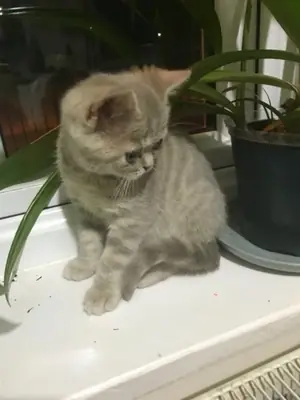 Chatons Scottish Fold