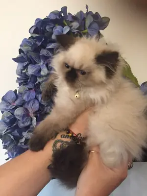 Bébés chats himalayens disponibles