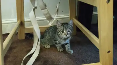 Munchkin Kittens Available