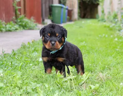 Rottweiler Puppies