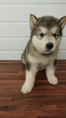 2 Siberian Husky puppies