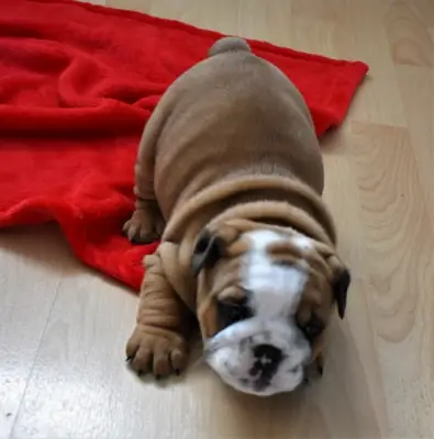 Cute English Bulldog Puppy