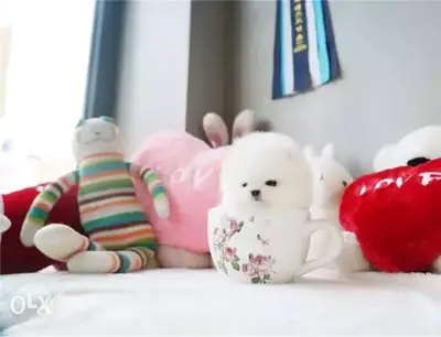 Pomeranian Pups