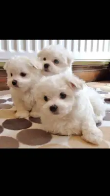 T-Cup Maltese Puppies