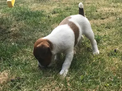 Adorable Little Jack Russell Puppies