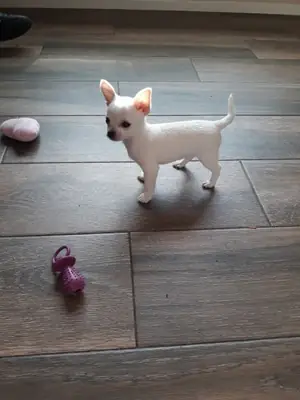 Chihuahua Puppies for Adoption