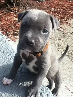 beautiful american pitbull puppies