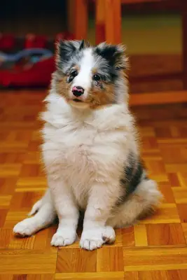 Sweet Sheltie puppies for adoption