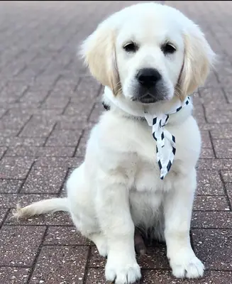 Adorable Golden Retriever Puppy For Adoption