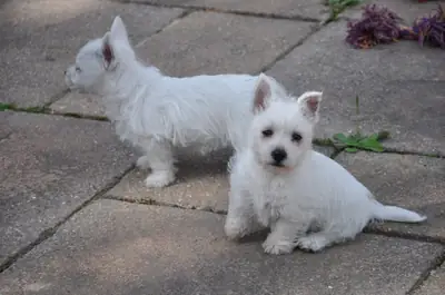 Darling registered Westie pups