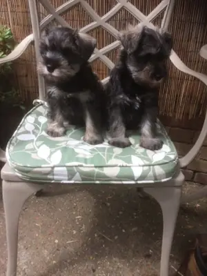 Miniature Schnauzer Puppies