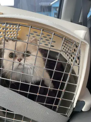 Gato persa tranquilo acostumbrado a vida interior